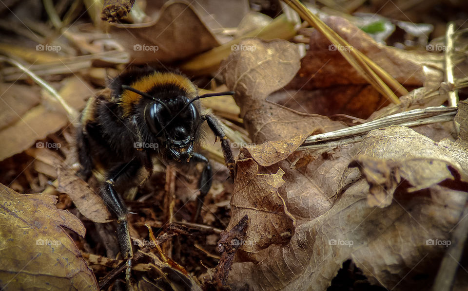 Bee on leaves macro 