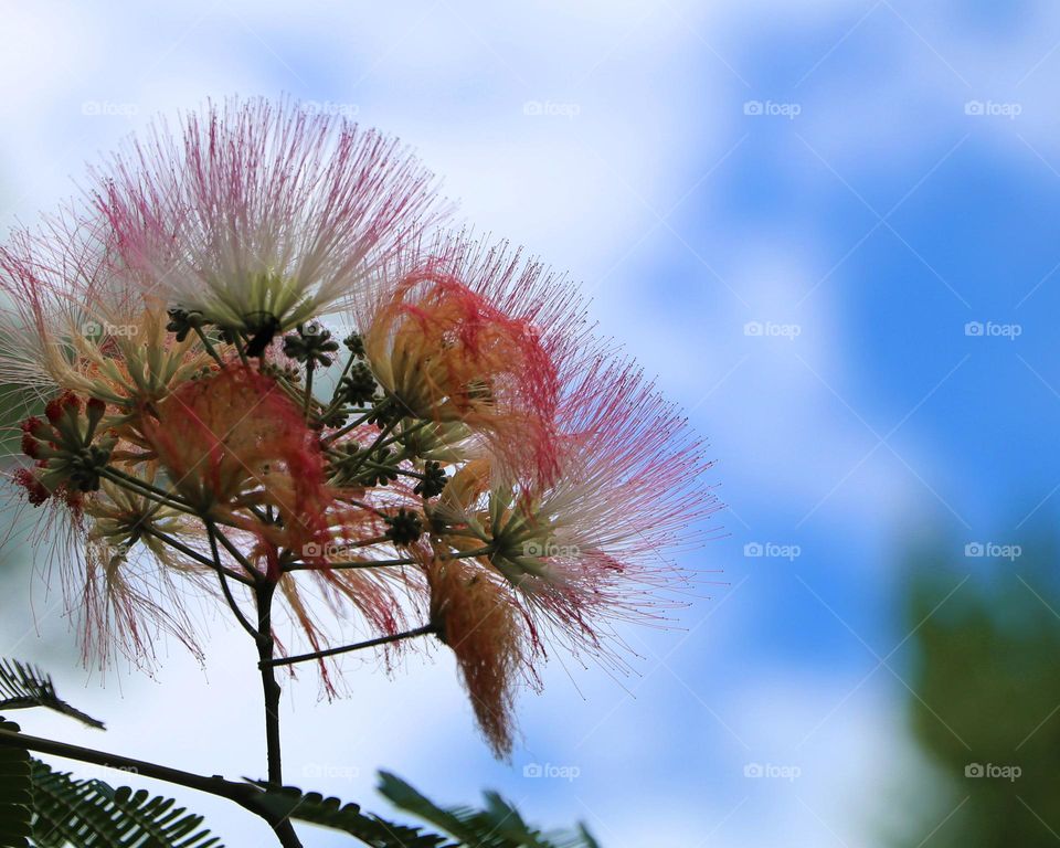 Signs of summer: Mimosa trees in bloom