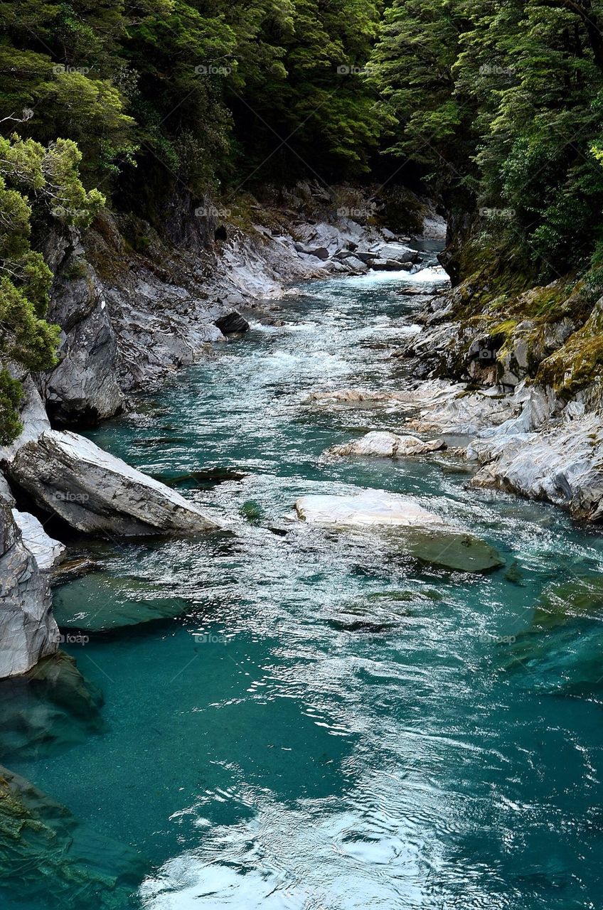 View of river in forest