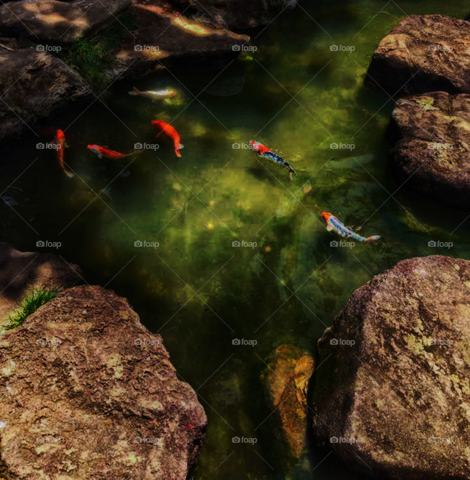 High angle view of fish on pond
