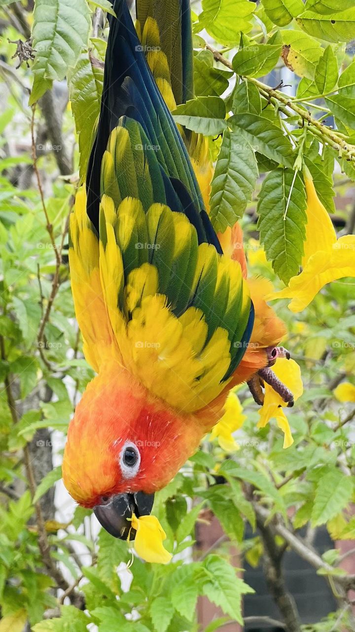 Birds and bees beauty