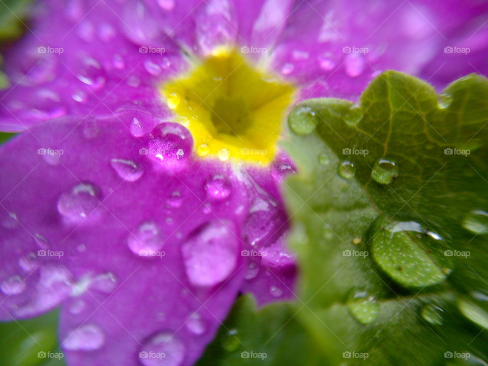 Rain drops on the flower. Purple flower. Rain drops on the flower. Shooting macro. Purple flower