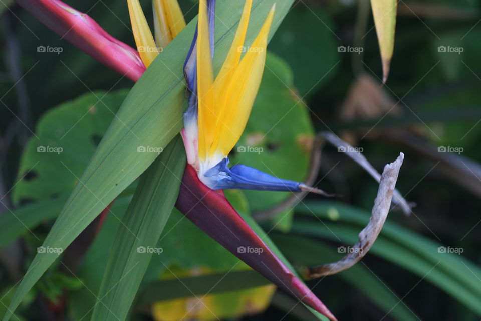 Kangaroo paw