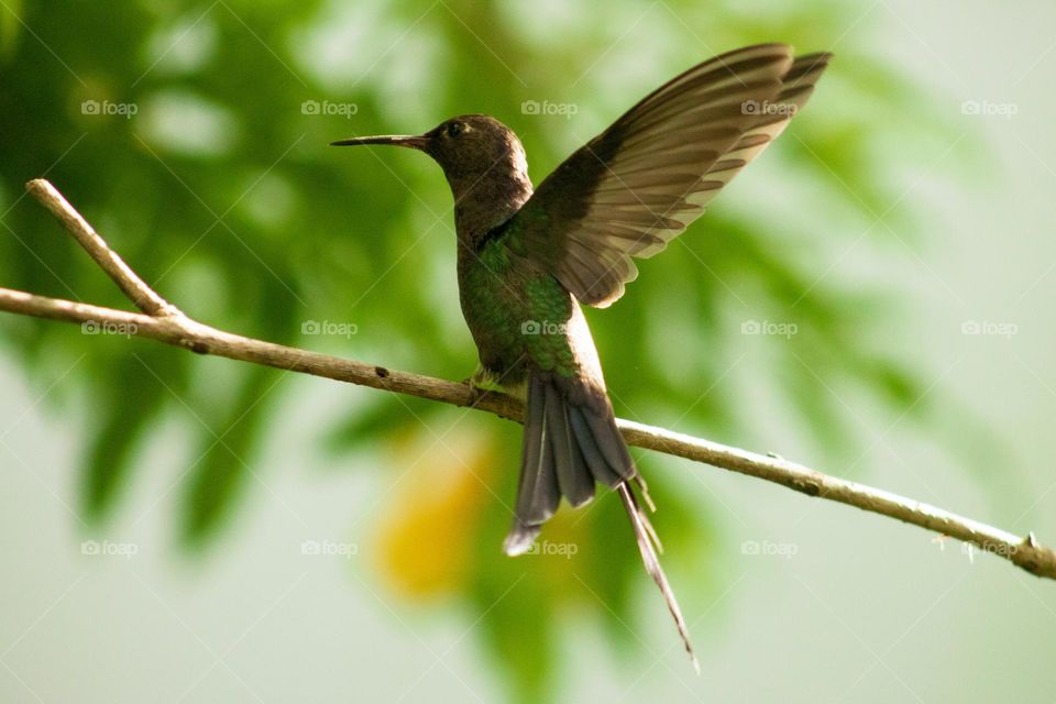 On a bright summer afternoon a humming bird sitting on a twig opens its wings immediately before taking off. 