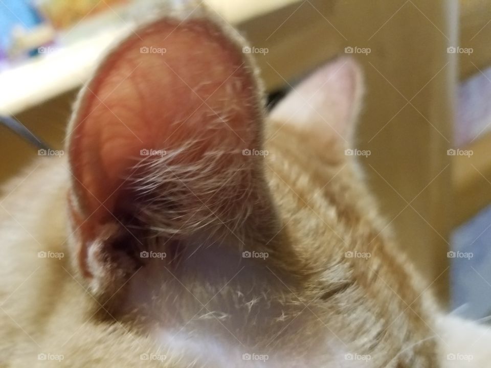 Extreme close up of my cat's ear