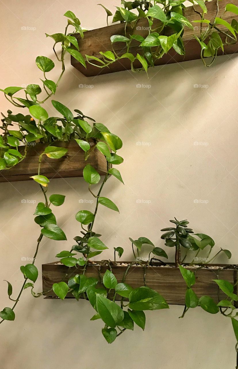 Hanging plants