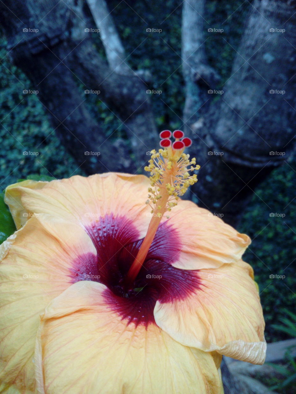 Beautiful Flowering Tree