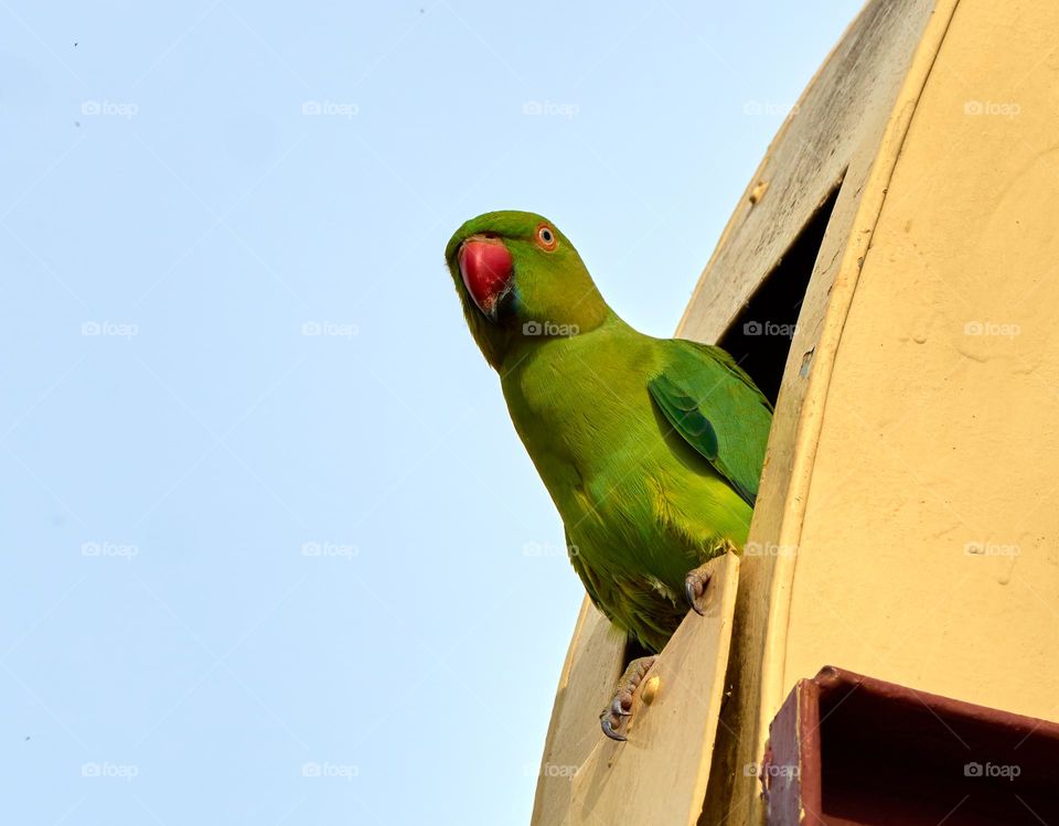 Bird photography  - parrot