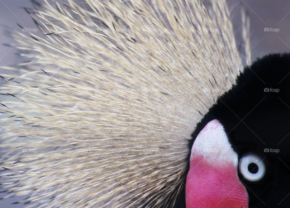 abstract photograph showcasing an exotic bird's eye and plume.