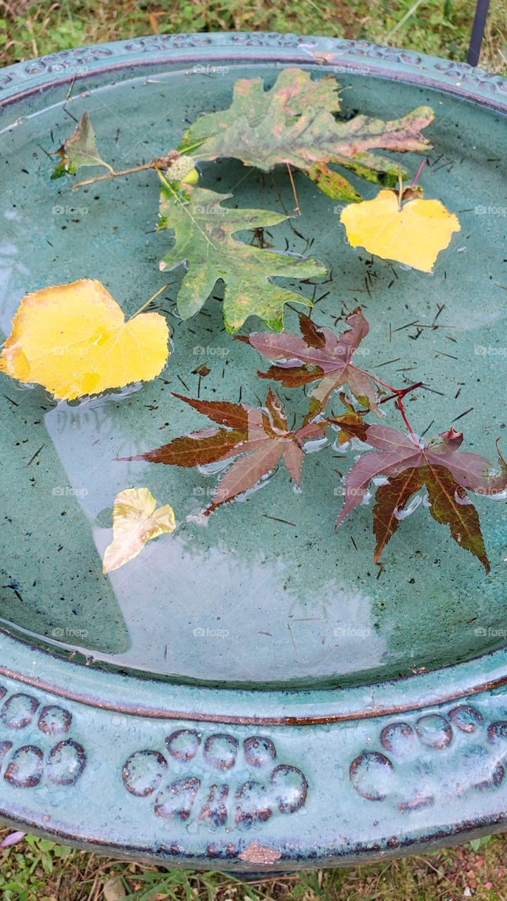 Green water filled birdbath with leaves from trees floating in water. Variety of fallen tree leaves.