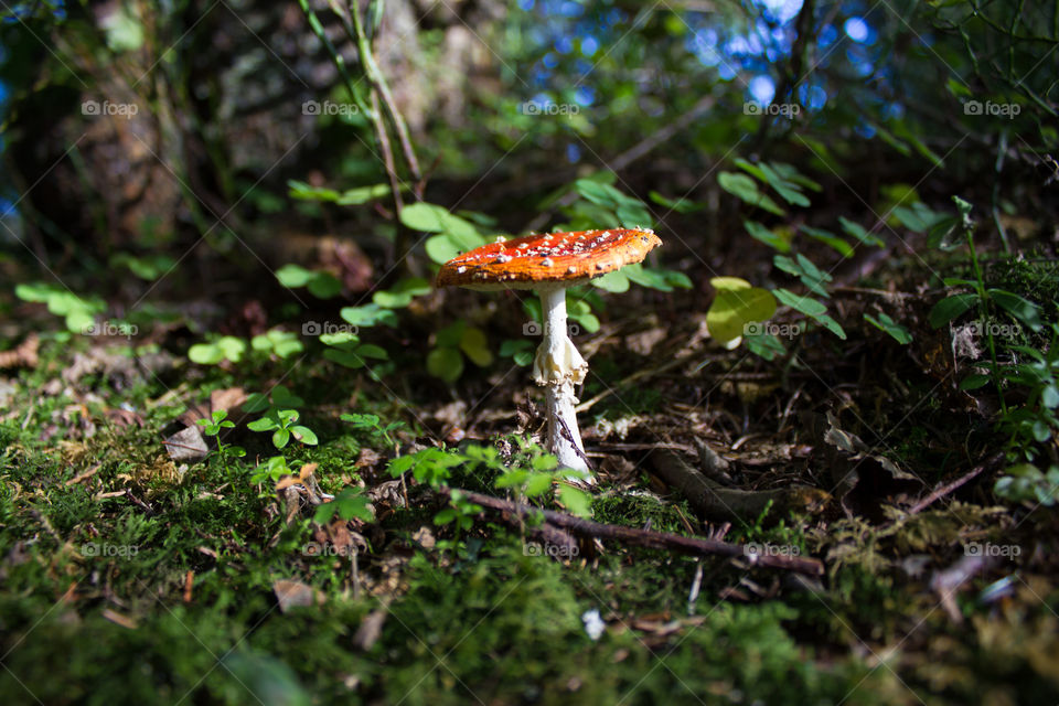 Black Forest mushroom