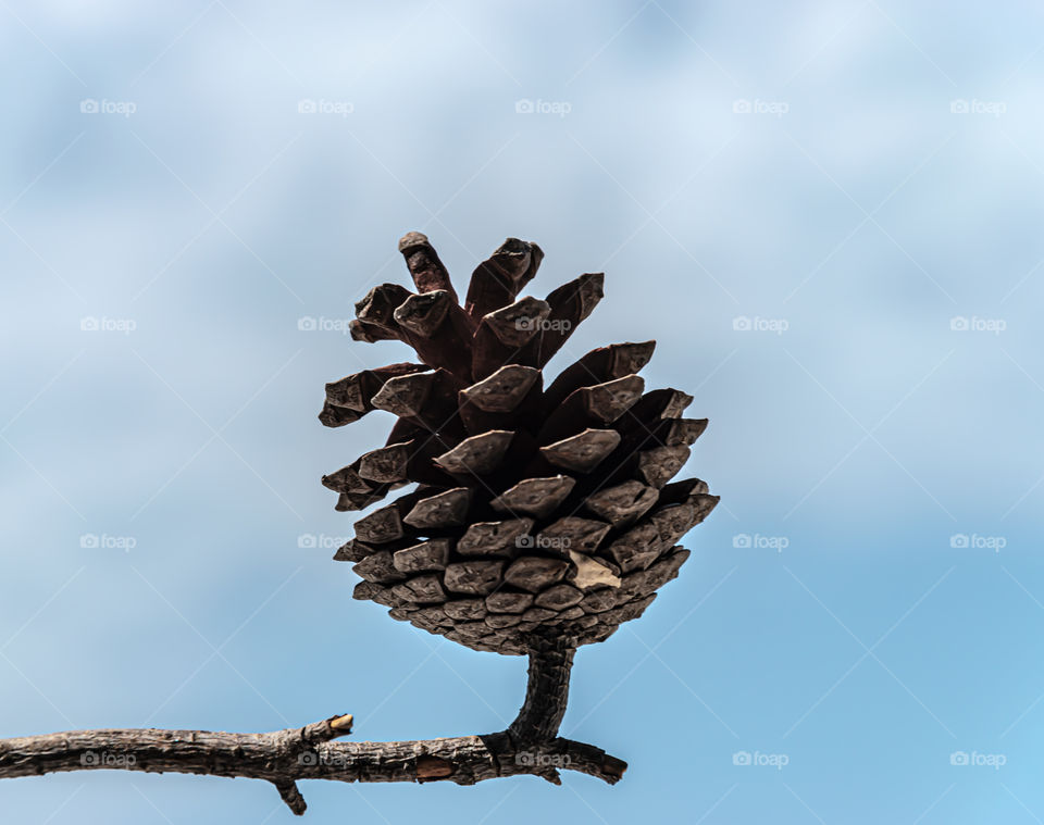 Conifer cone