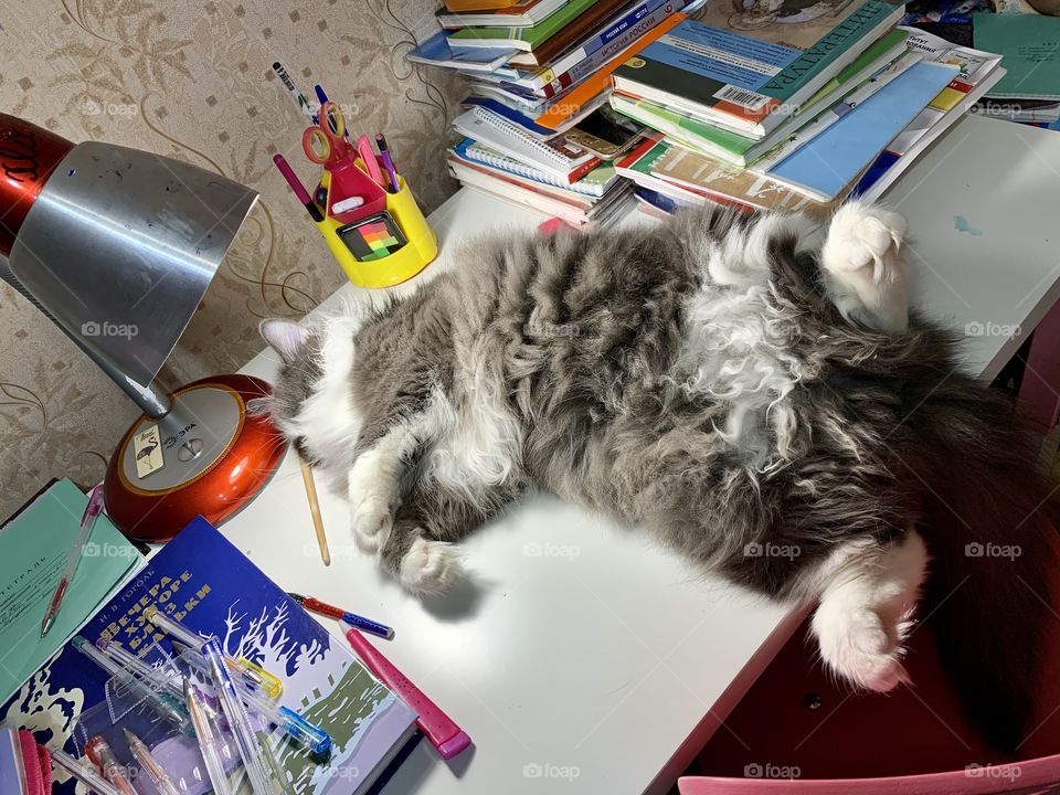 Fluffy gray cat sleeps lying on his back at the student’s desk among books, textbooks and notebooks.