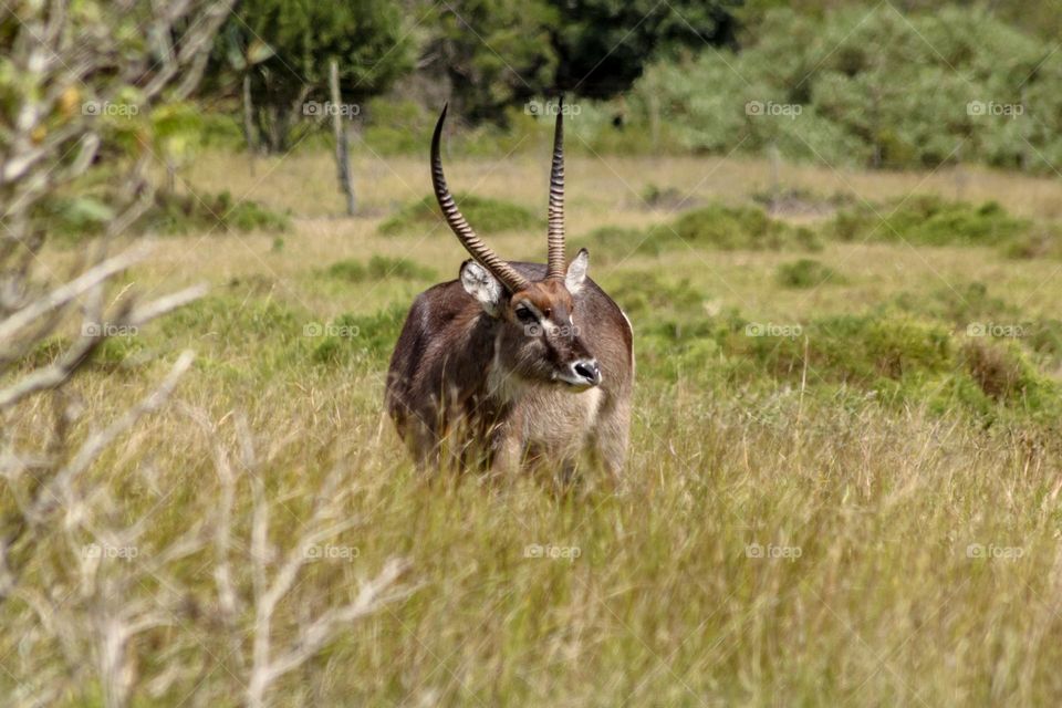 Waterbuck in the bushveld