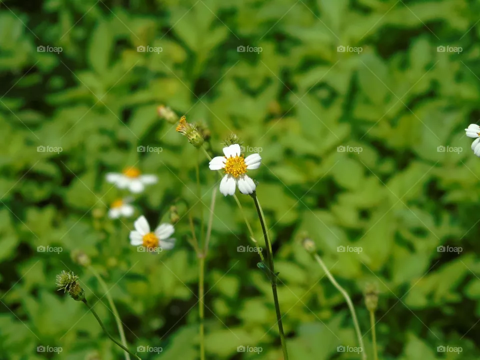 Flowers always make people better, happier and more helpful; they are sunshine, food and medicine for the soul" (Luther Burbank).