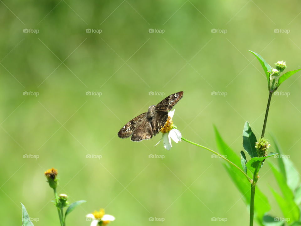 Butterfly in field