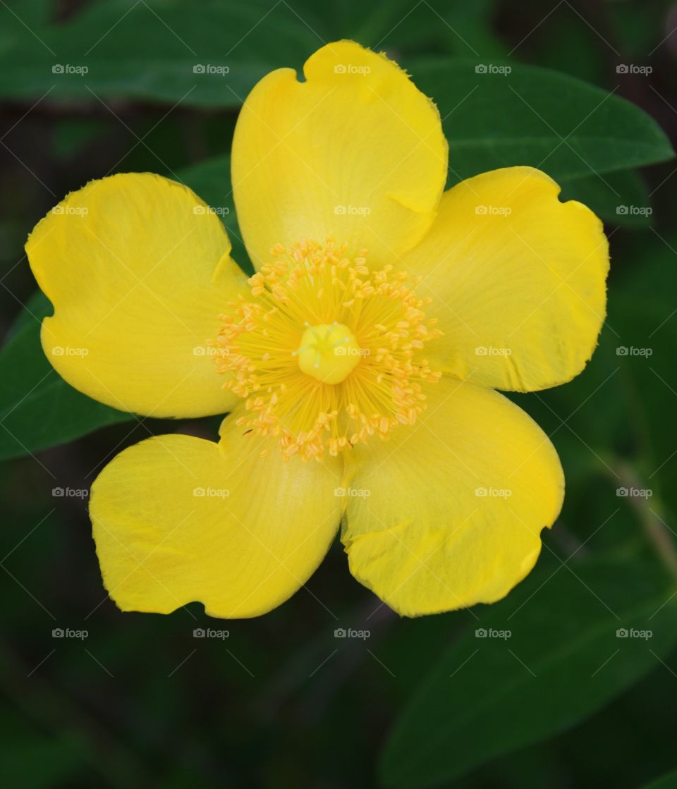 Closeup of Yellow Five Petals Buttercup Flower growing on a shrub 