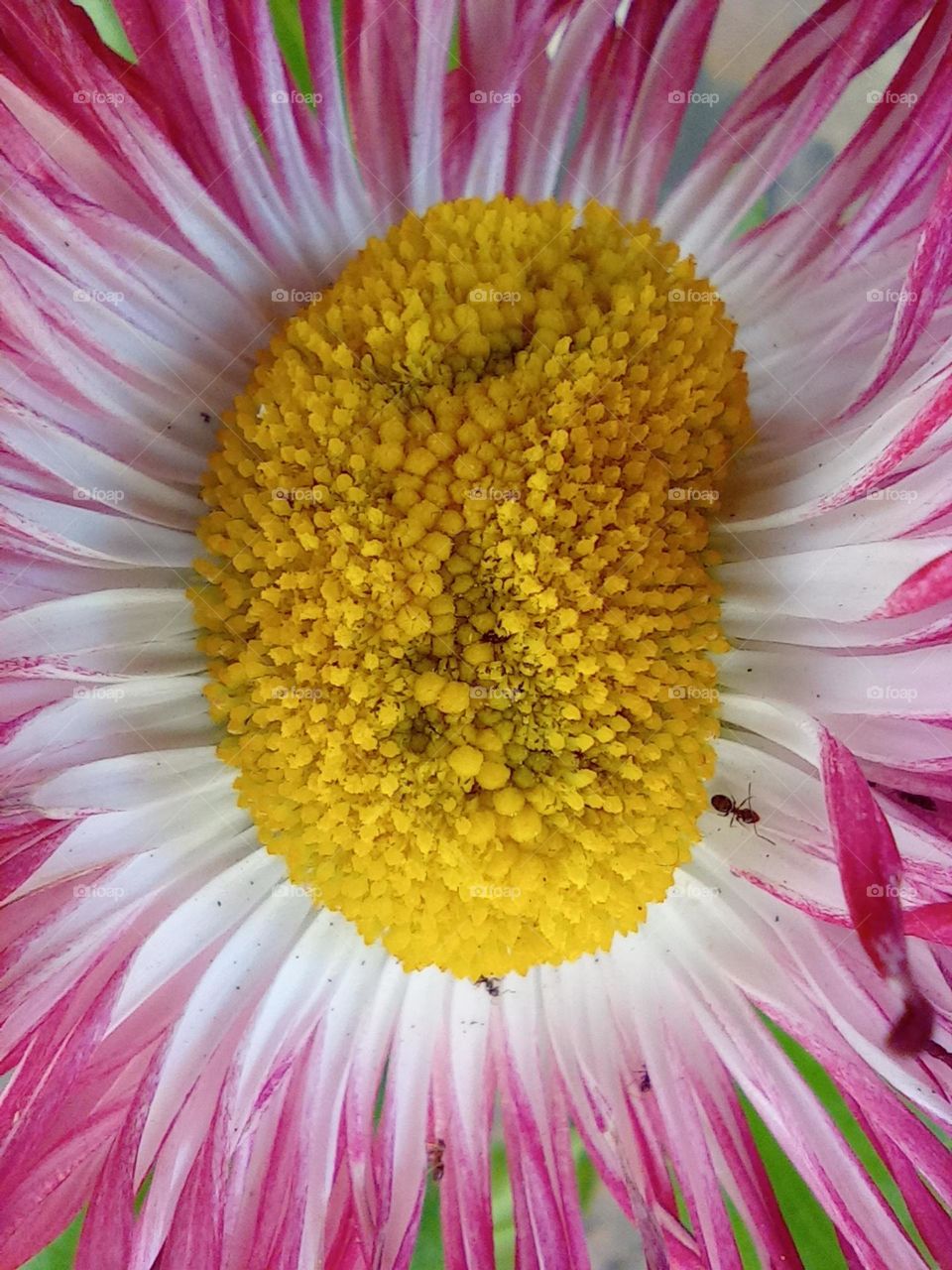 pollen attracts butterflies / El polen atrae a las mariposas