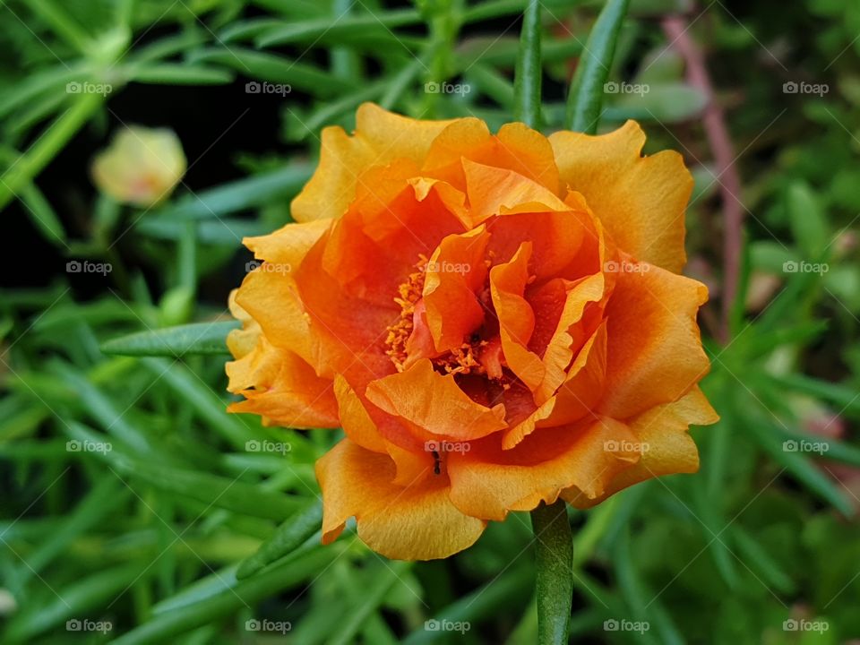 the Portulaca Grandiflora