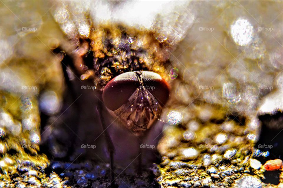 macro close up picture from a fly with big eyes sitting in the sun and looking cool