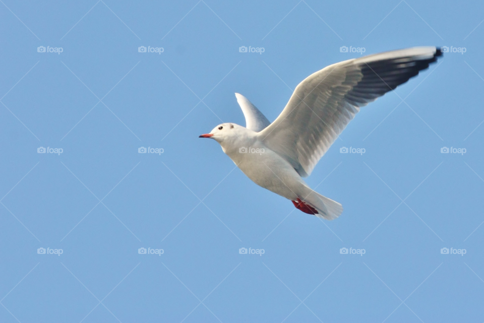 Seagull with spread wings flying in blue sky