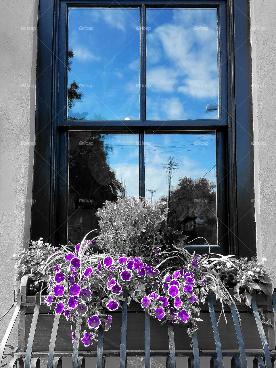 pansies by windowsill