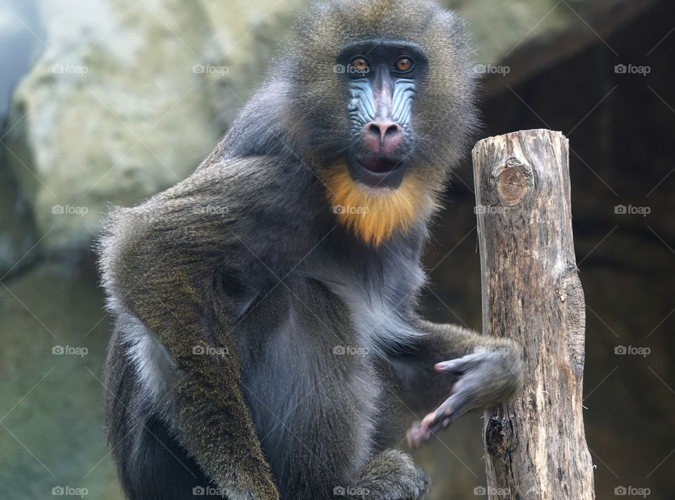 Mandrill.