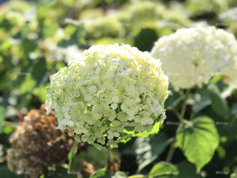 Hydrangeas 