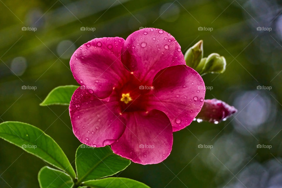 Floral photography  - allamanda backlight