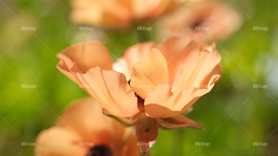 Poppy flower or Papaver Orientale