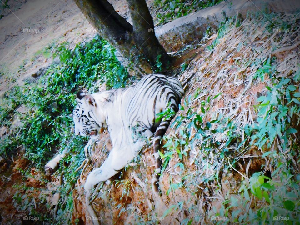 White tiger 