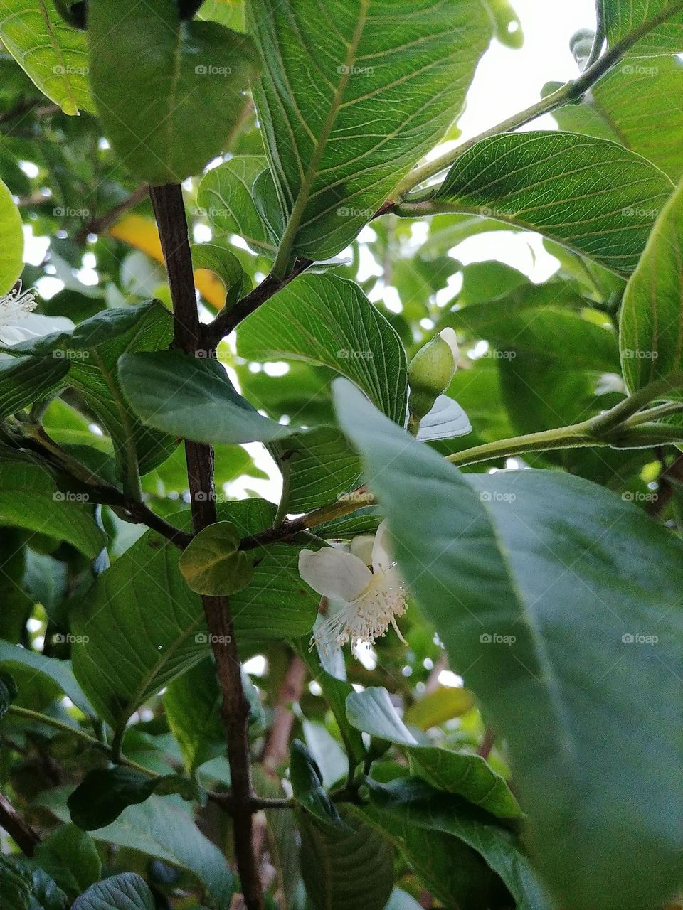 Upload your photos of the week : Guava tree