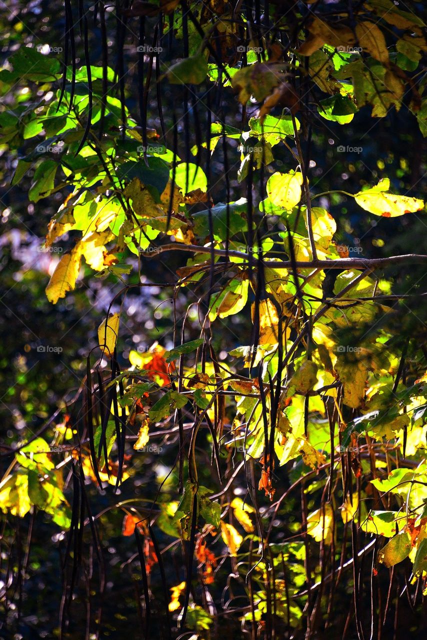 leaf