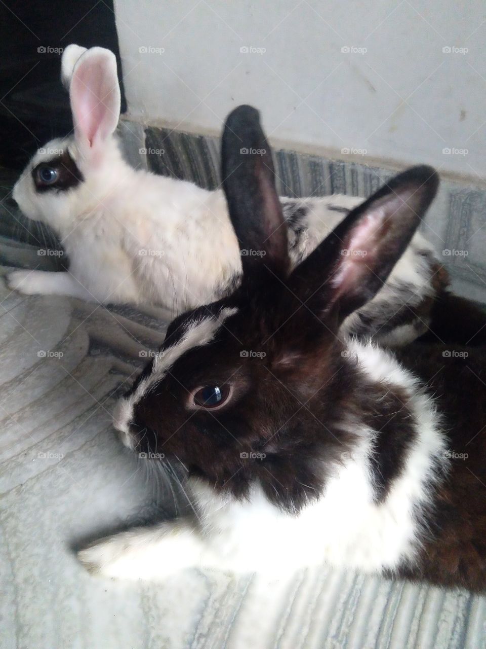 Rabbit Latu Domesticated animals