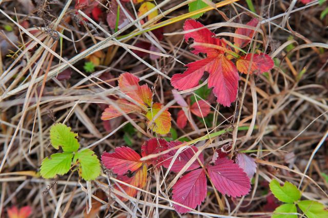 multi-colored strawberry leaves in an autumn gray mesh of field herbs