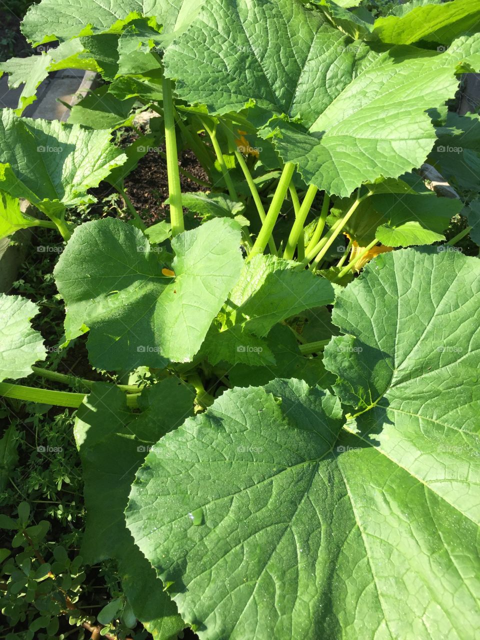 Zucchini plant