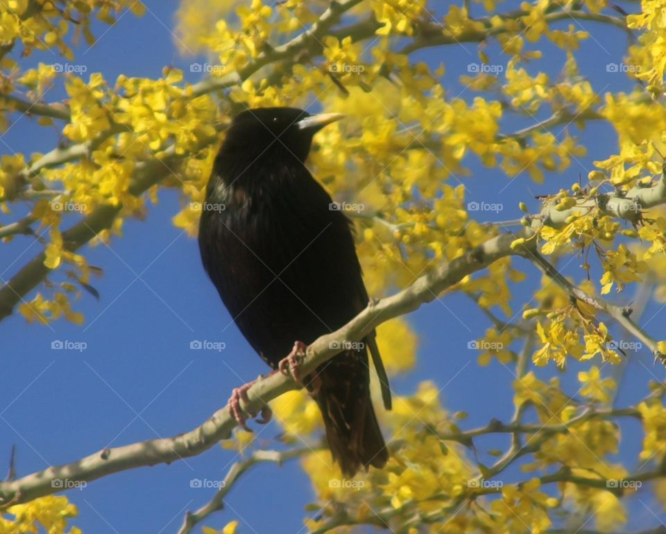 Starling on a Branch in Spring