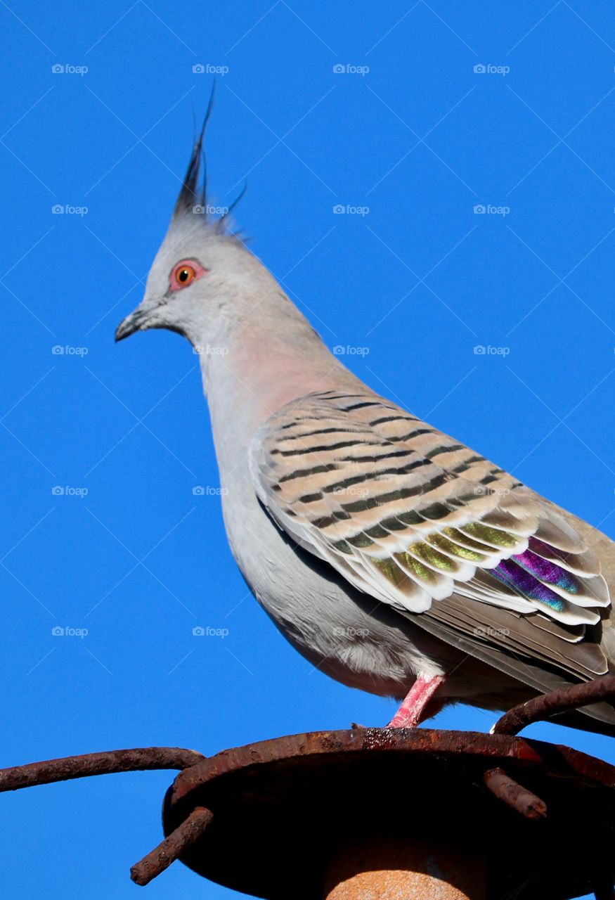 Topknot, crested pigeon perched against a vivid blue sky 