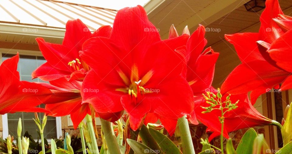 Amaryllis 