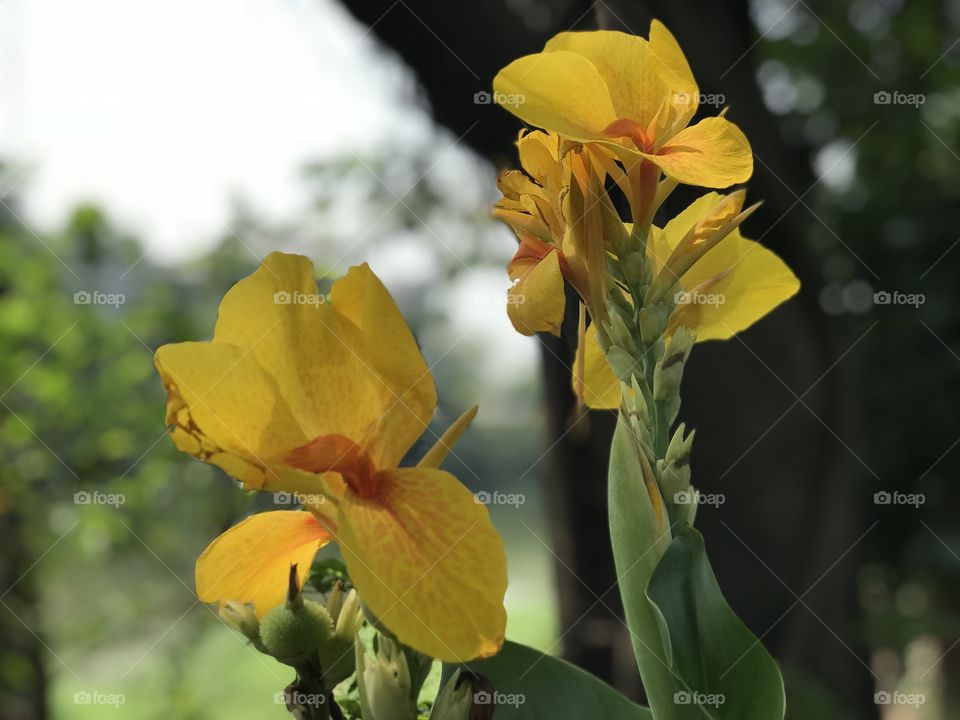Twin yellow flower 