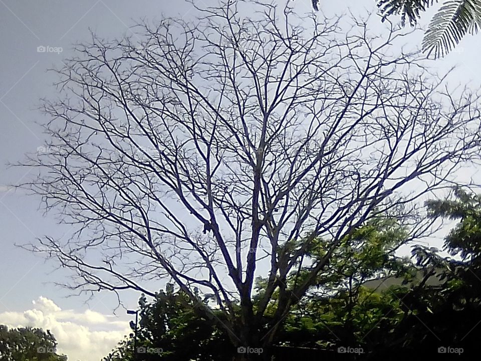 Tree without leafs