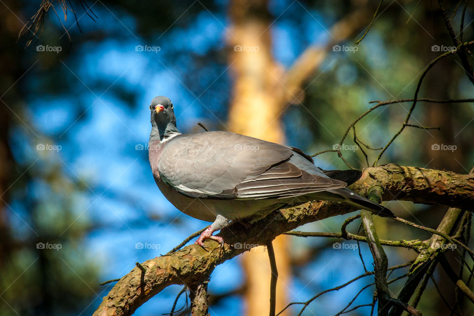 Dove sitting on the branch