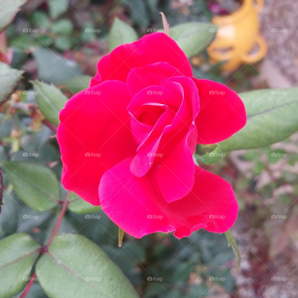 Rose. My backyard