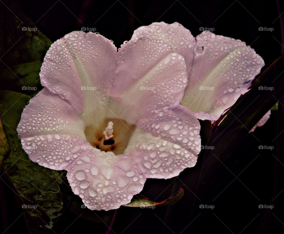 Rain Flower. Drops on petals