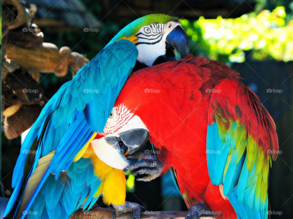 Two parrots perching