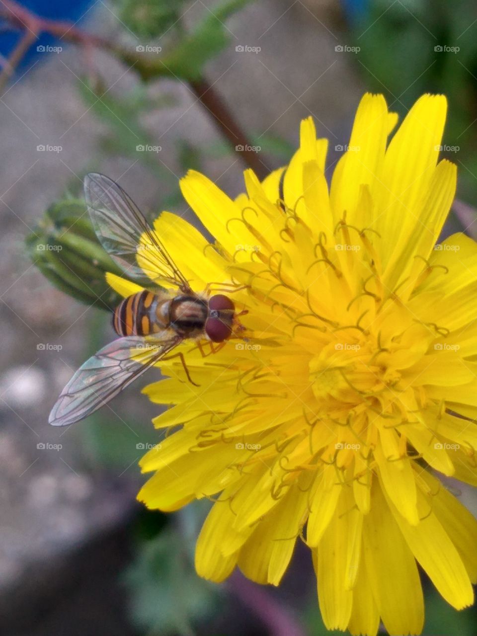 nature flower