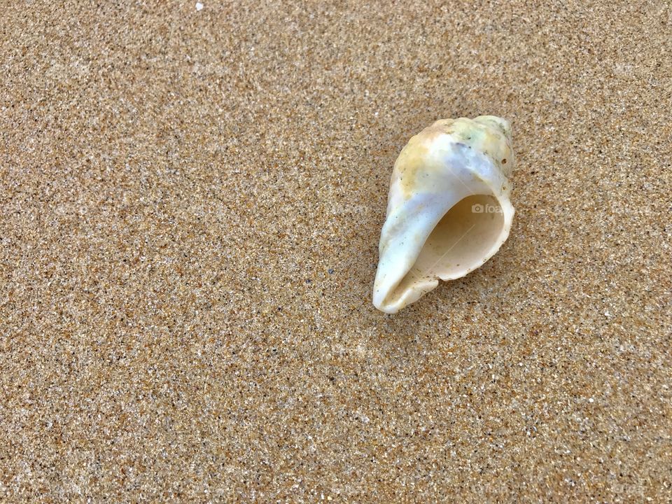 One of the beautiful seashells on Surf Beach, Philip Island 