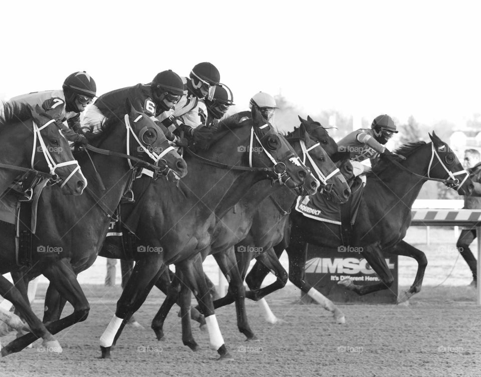 The 2019 Remsen Stakes by Fleetphoto