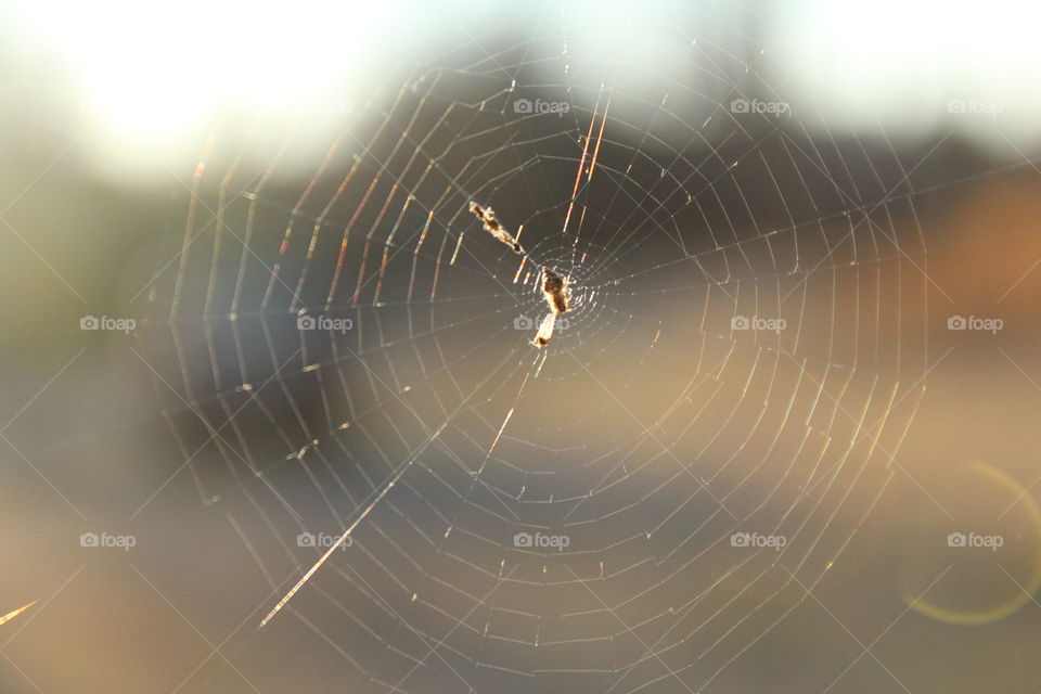 abandoned web