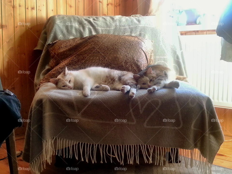 Two happy cats on a chair